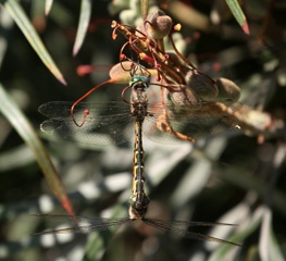 IMG_6378a.jpg